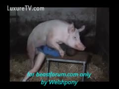 Man screwed with bestiality by a pig at the farm